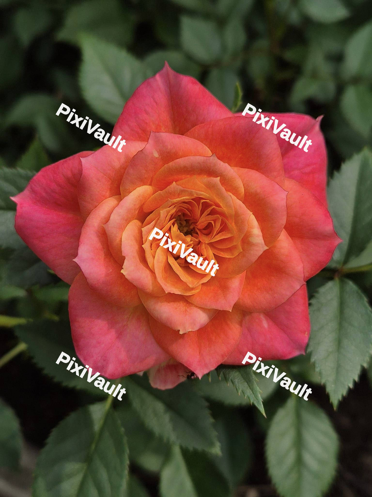Orange Rose